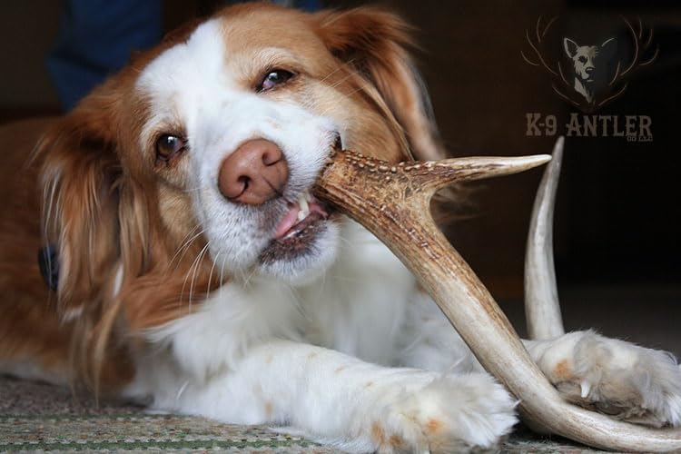 Elk Antlers for Dogs – Large Whole Natural Chew (Ideal for 40-70 lb Dogs) - size: Large, style: Whole