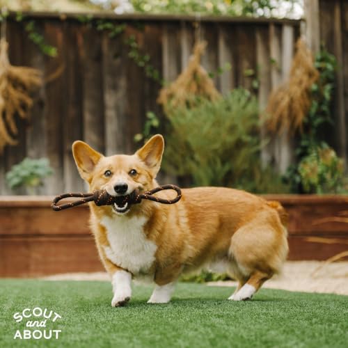 P.L.A.Y. Cute Outdoor Dog Toys - Scout & About Tug Rope Chew Toy, Great for Puppies & Small, Medium, Large Dogs - Machine Washable, Ultra-Durable, Good for Agility Training, Tugging, Fetch (Small) - size: Small