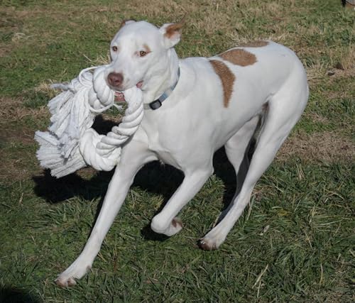 Big TUG Dog Toy. Heavy Duty Cotton Dog Toy, Made with Massive 1-1/2" Rope. White Double Knotted Tug Toy, Extra Large Size for Strong Dogs, Durable Braided Chew Rope with Frayed Ends.