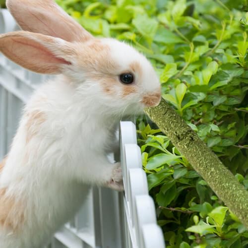 Rabbit Toys 30Pcs 3 Flavours for Teeth Grinding - Chew Toys for Hamsters, Guinea Pigs, Chinchillas - color: 30Pcs