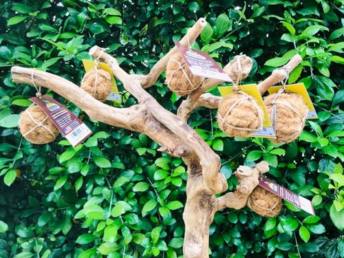 Nutties for Dogs - Natural Coconut Fiber Ball Toy and Magic Toothbrush - 2 Sizes (Small) - size: Small