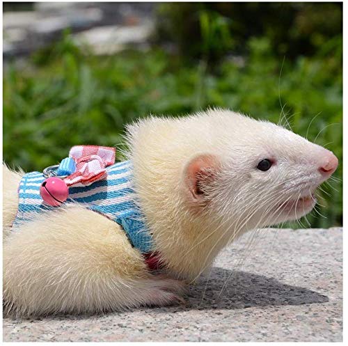Litewoo Small Animal Harness Leash Set for Guinea Pig (Medium,Blue Stripe) - color: Blue Stripe, size: Medium