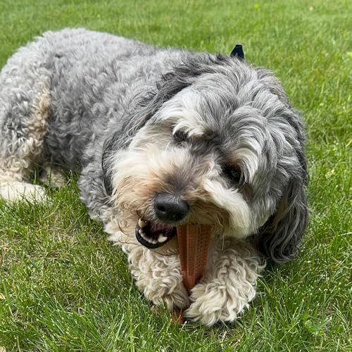 SPOT Bam-Bones Plus T-Bone Dog Chew, Beef, 6in, 30-60 lb Heavy Chewers - size: Medium