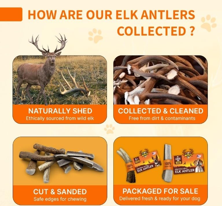 Tibetan Elk Antler for Jumbo Dogs, Grade-A, Premium Chews, Naturally shed Healthy & Longer Lasting Aggressive chewers, USA Product Antler (Split) - style: Split - Jumbo - 1 Pack