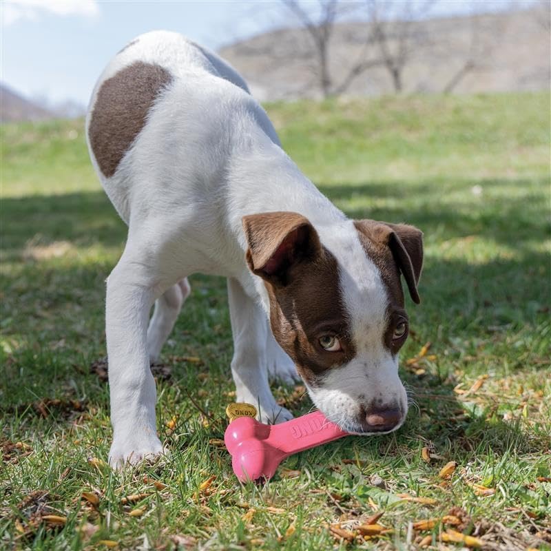 KONG Puppy Goodie Bone, Natural Rubber Chew, for Medium Puppies, Pink - color: Pink, size: Medium