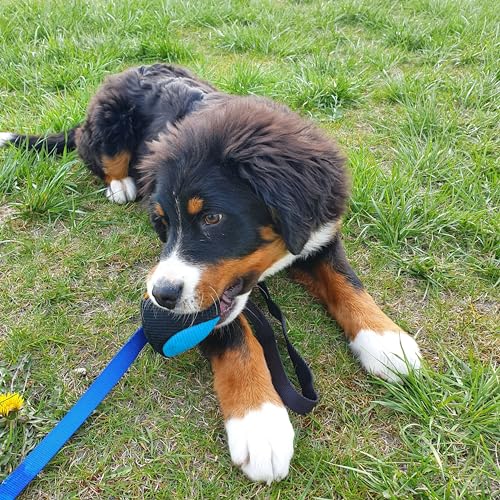 Dingo Gear Dog Ball with Long Handle, French Linen, Blue 29 in - color: Blue-Black