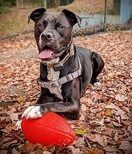 Jolly Pets Jolly Football Dog Toy, 8 in, Orange, Floats