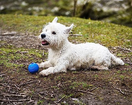 Chuckit! Crunch Ball Dog Toy, Medium (Pack of 24) - size: Medium (Pack of 24)