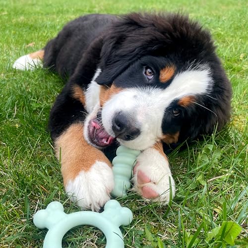 Nylabone Puppy Chew Sensory Material Soothing Ring Dog Chew Toy, Small