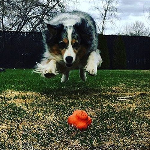 SodaPup Crazy Bounce – Durable Dog Ball Toy & Chew Toy Made in USA from Non-Toxic, Pet-Safe, Food Safe Natural Rubber Material for Bonding, Mental & Physical Exercise, Problem Chewing, & More - color: Crazy Bounce Orange, size: Large