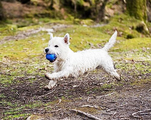 Chuckit! Crunch Ball Dog Toy, Medium (Pack of 24) - size: Medium (Pack of 24)