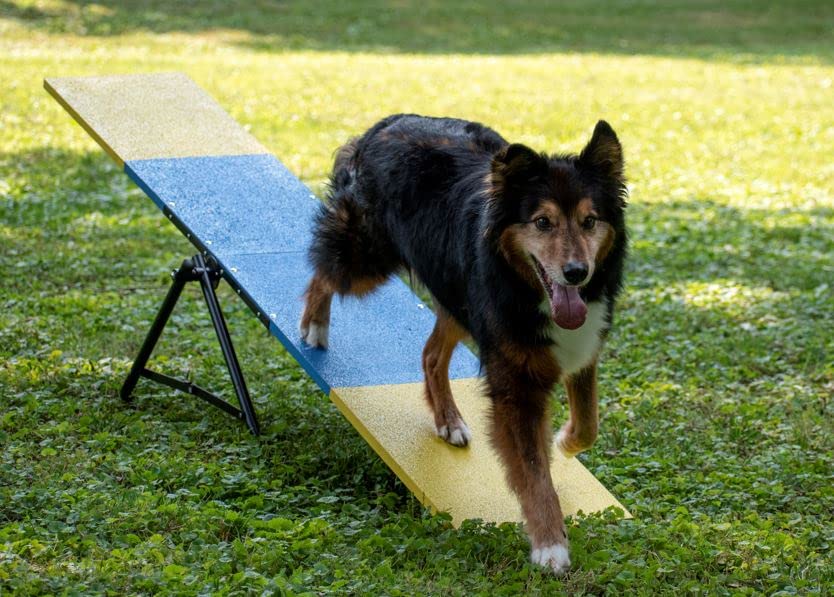 Better Sporting Dogs Practice See Saw Dog Agility Teeter