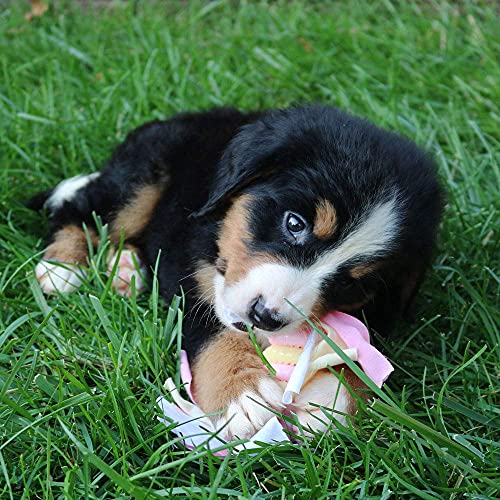 Snuggle Puppy Essentials Starter Kit, Heartbeat Toy & Blanket - Pink - color: Pink