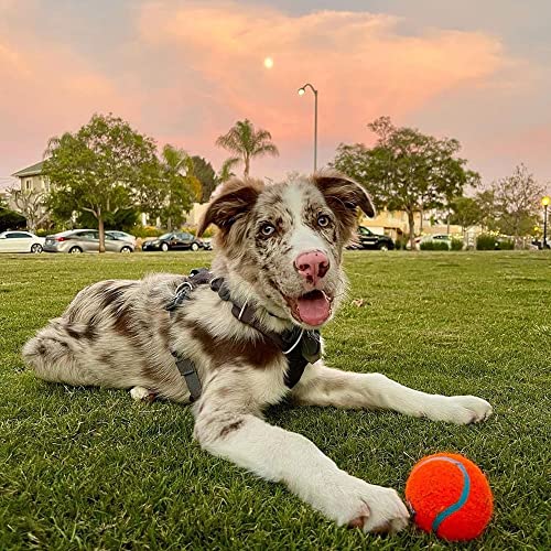 Chuckit! Dog Tennis Ball Dog Toy, Large (3 Inch Diameter) for Dogs 60-100 lbs 2 Count (Pack of 12) - size: Large - 2 Count ( Pack of 12)