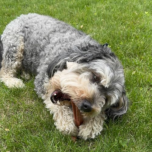 SPOT Bam-Bones Plus T-Bone Dog Chew, Beef, 6in, 30-60 lb Heavy Chewers - size: Medium