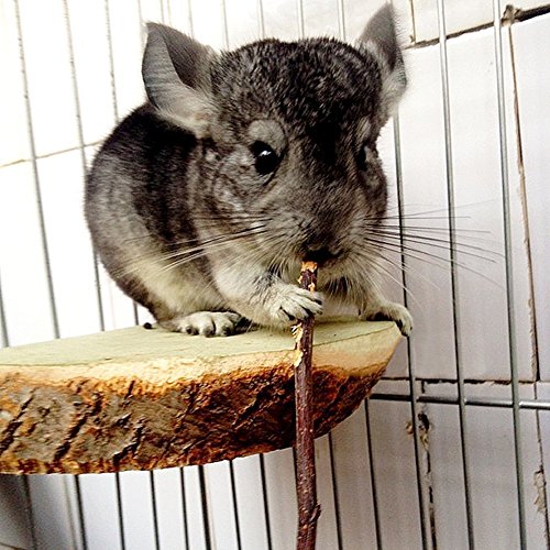 sharllen 300g(10.5oz) Apple Sticks (About 90 Sticks) Pet Chew Toys for Rabbits Chinchilla Guinea Pigs by - size: 10.5 Ounce (Pack of 1)